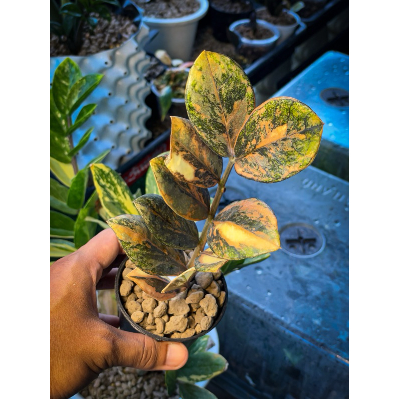 กวักมรกตดำด่าง(ใบด่างตัดสด) zamioculcas zamiifolia Black Variegated Pink