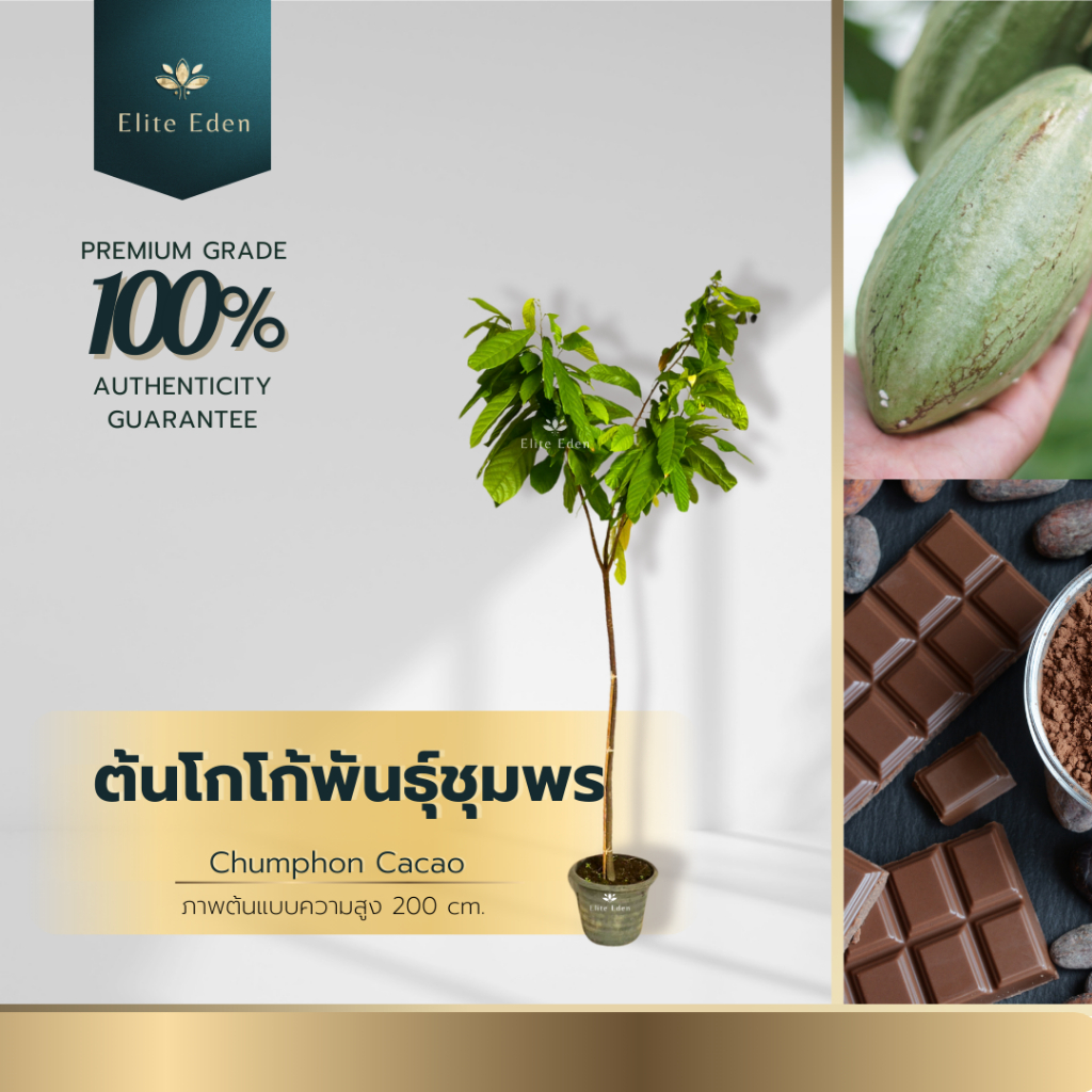 ต้นโกโก้ สูง 60-140 cm. (ต้นเล็ก) ช่วยต้านมะเร็ง ลดความดันโลหิต ป้องกันภาวะสมองเสื่อม