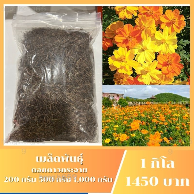 พร้อมส่ง เมล็ดดอกดาวกระจายคละสี บรรจุ 200 ดรัม 500 กรัม 1,000 กรัม