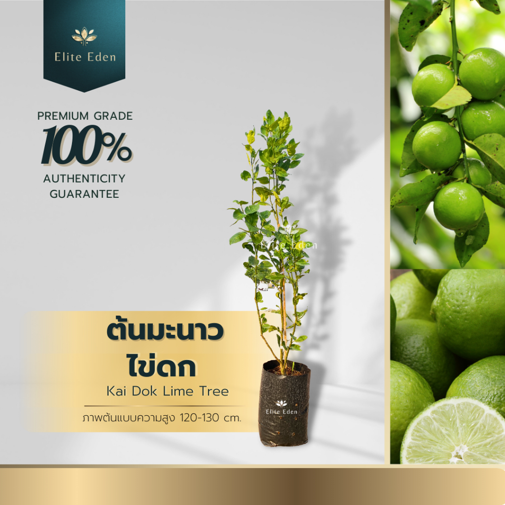 ต้นมะนาวไข่กลมดกพิเศษ สูง 150-200 cm. (ต้นใหญ่) พันธุ์ผลใหญ่ น้ำเยอะ เปรี้ยวจัด กลิ่นหอมแรง