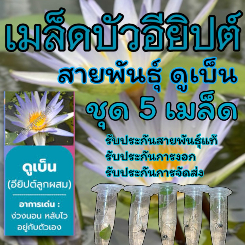 3ชุดฟรี1ชุด เมล็ดบัวอียิปต์ สายพันธุ์ ดูเบ็น ชุด5เมล็ด รับประกันสายพันธุ์แท้ รับประกันการงอก รับประกันการจัดส่ง ปุ๋ยบัว
