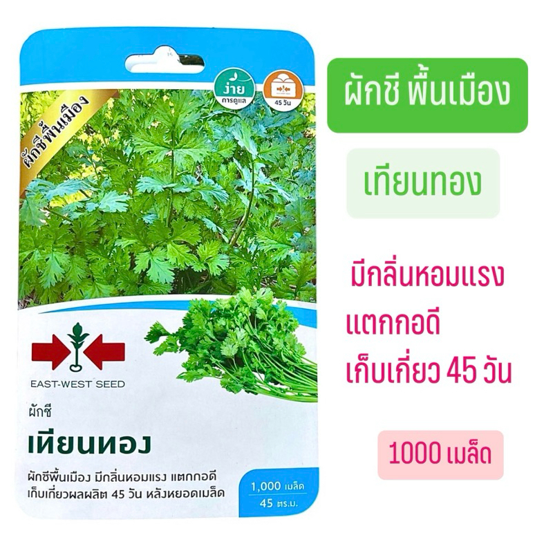 ศรแดง ผักชี พื้นเมือง เทียนทอง (1000 เมล็ด)