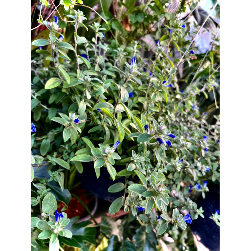 ต้น ฟ้าประดิษฐ์ Ground Morning Glory ไม้ประดับ ไม้คลุมดิน ไม้มงคล มีความหมายถึงความรักที่ยั่งยืนและค