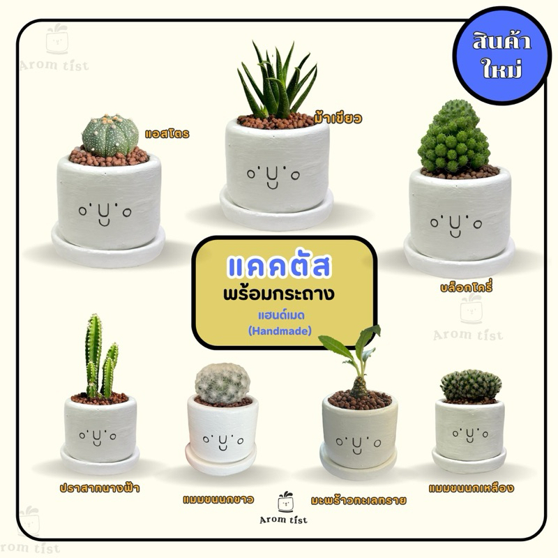 แคคตัส🌵🪵กระบองเพชรไม้อวบน้ำพร้องกระถางแฮนด์เมด🧡ต้นไม้จริง