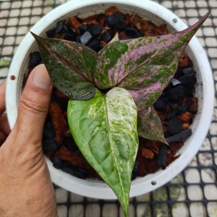 ไม้ด่าง ไฮบริด  Anthurium Renaissance/Hybrid