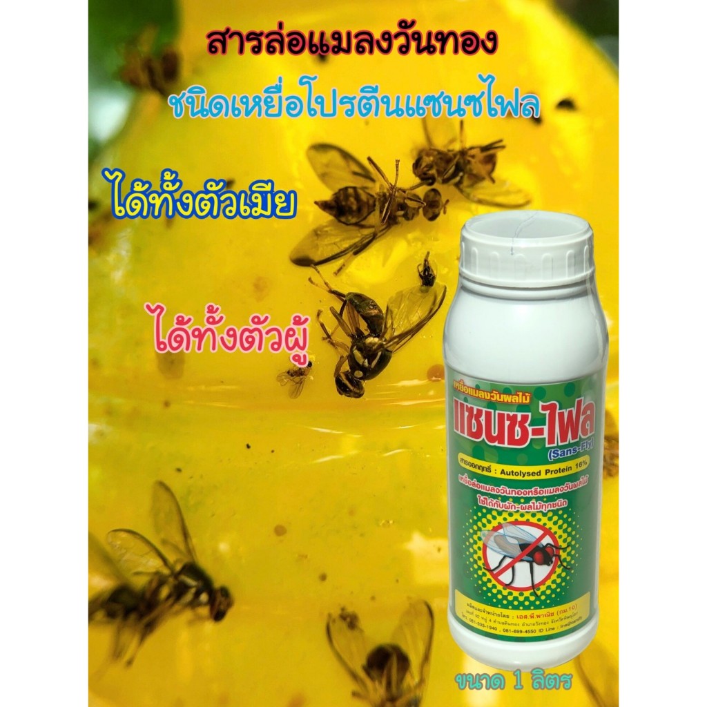 โปรตีนดักแมลงวันทองทั้งตัวผู้และตัวเมียแซนซไฟล