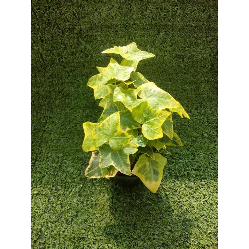 ต้นไอวี่ด่างเหลือง "Gold Child" [ English Ivy ] ไม้ในกระถาง3"
