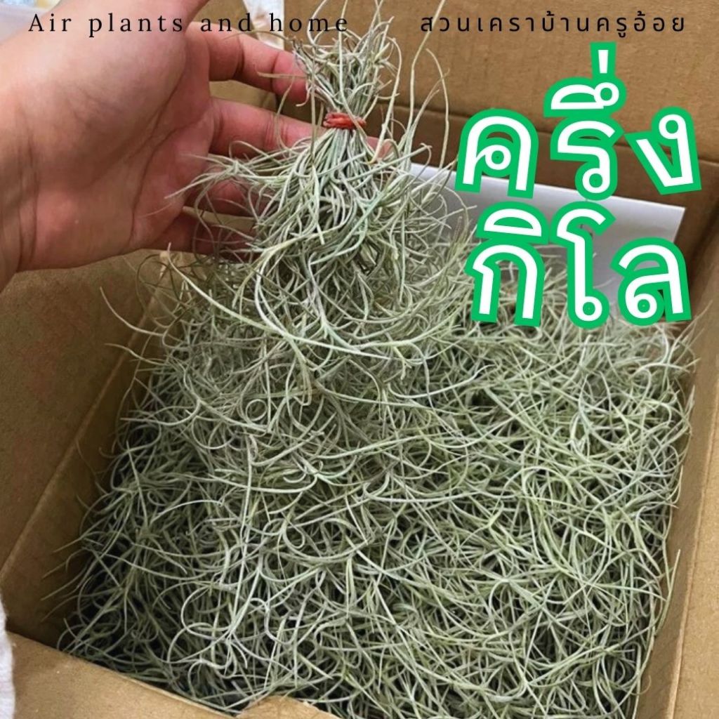 ครึ่งกิโล l เคราฤาษีชั่งกิโล ต้นไม้มงคล ต้นไม้ฟอกอากาศ คัดเส้นพิเศษ ประมาน 20 พวง ไม่แห้ง ไม่ดำ