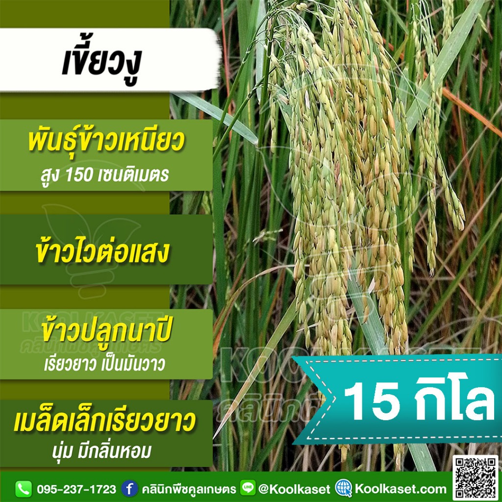 พันธุ์​ข้าว​ ข้าวเหนียว เขี้ยวงู เชียงราย นาปี ไวแสง นุ่ม มีกลิ่นหอม 15 กก. คูลเกษตร ไรซ์ KR26