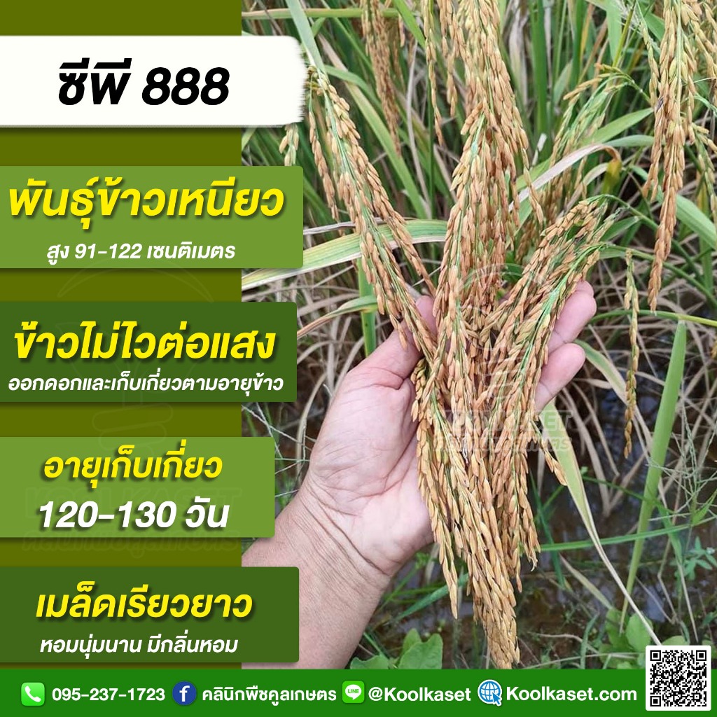 พันธุ์​ข้าว​ ข้าวเหนียว CP888 ซีพี888 นาปี นาปรัง ไม่ไวแสง เมล็ดเรียวยาว นุ่ม 1-15 กก. คูลเกษตร KR28