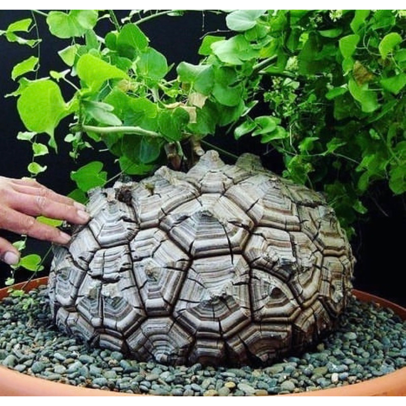 ต้นกระดองเต่าแอฟริกา (DIOSCOREA ELEPHANTIPES)