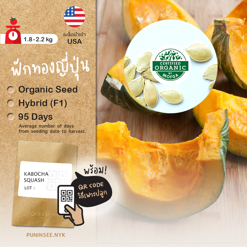 เมล็ดนำเข้า ฟักทองญี่ปุ่น Kabocha Squash (Organic Seed) Pumpkin ฟักทองลูกเล็ก