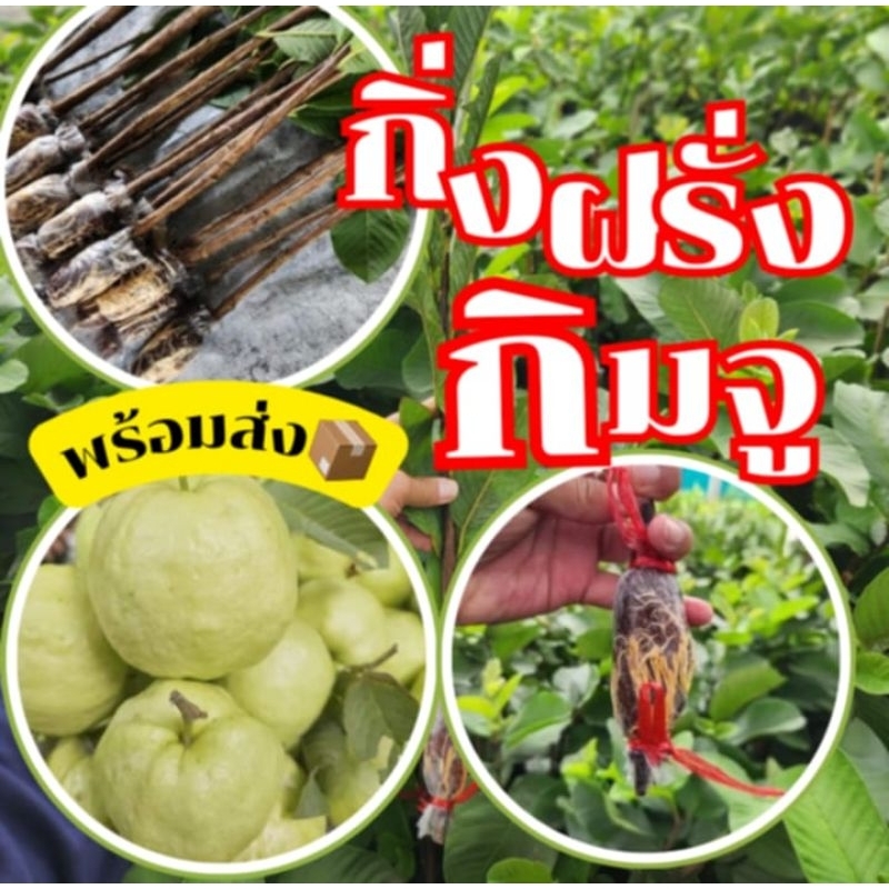 กิ่งฝรั่งกิมจู รากเต็มเกรดAพันธุ์แท้100% *มี1กิ่ง* สั่งขั้นต่ำ 3 กิ่ง