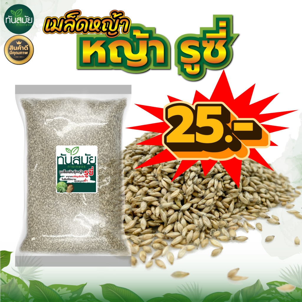 (เมล็ดใหม่) เมล็ดพันธุ์หญ้า รูซี่ บรรจุ 1 kg. สำหรับเลี้ยงสัตว์ หญ้ารูซี่ สำหรับสัตว์เลี้ยง หญ้าเลี้ยงวัว เกิดง่ายทนแล้ง