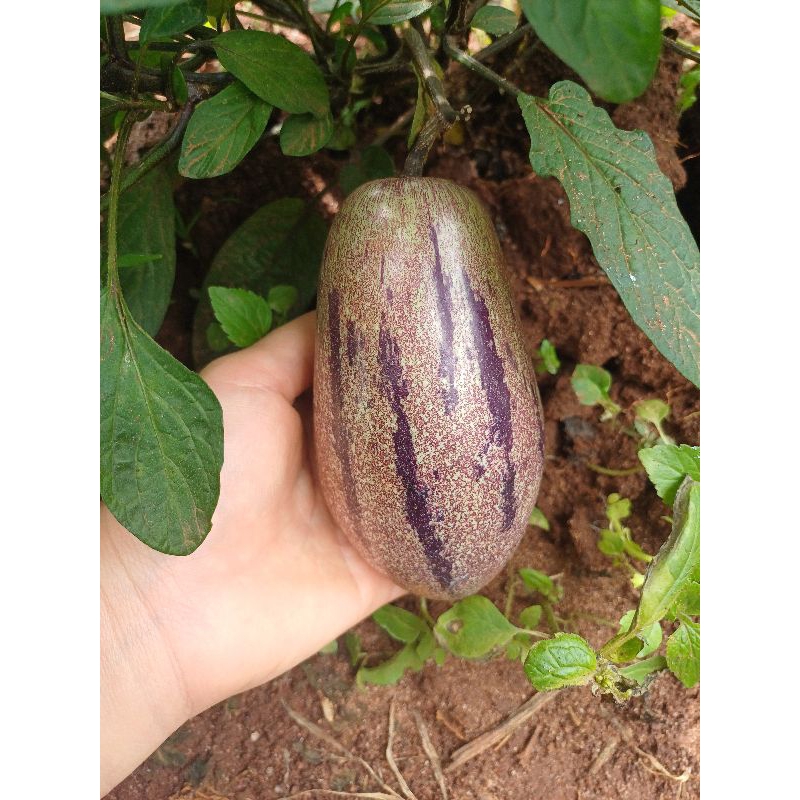 เปปิโนเมล่อนหวานอร่อยเหมือนเมล่อน 1 กิโล 3สี