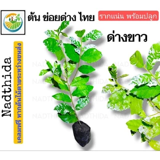Nadthida ต้นข่อยด่างไทย ต้นข่อยด่าง ข่อยด่าง กล้าไม้พร้อมปลูก