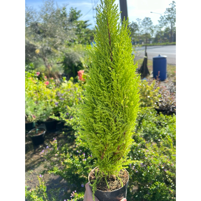 สนเลมอน (Lemon Cypress)