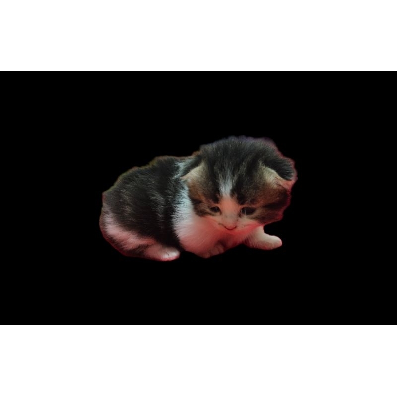 ตุ๊กตาแมวขนนุ่มเสมือนจริง