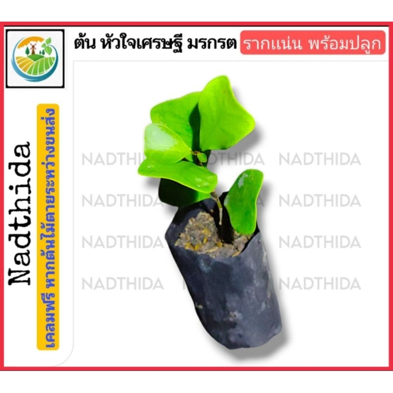 Nadthida ต้นหัวใจเศรษฐี มรกรต  ไม้พร้อมปลูก  ตรงปก ไม้ประดับ น่าปลูก ต้นไม้ตายระหว่างขนส่ง เคลมฟรี หัวใจเศรษฐี