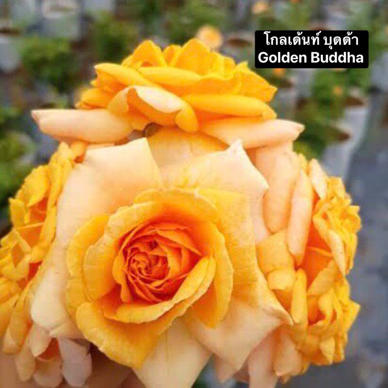 กุหลาบ-โกลเด้นท์บุดด้า ”Golden Buddha“ พุ่มเตี้ย ดอกดกเป็นช่อ ดอกสีเหลืองอมส้ม หรือ สีเหลืองทอง หอมมาก เลี้ยงง่าย