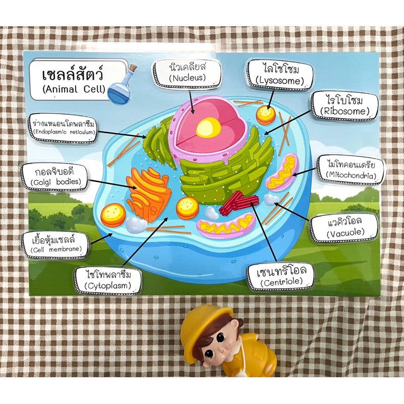 เซลล์สัตว์ สื่อการสอนวิทยาศาสตร์  #สื่อการสอนวิทยาศาสตร์