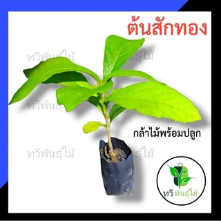 ต้นสักทอง กล้าไม้ป่าไม้เศรษฐกิจ​ สักทอง​ ต้นไม้แข็งแรง พร้อมส่ง เสียหายระหว่างขนส่ง ทางร้านพร้อมรับผิดชอบ