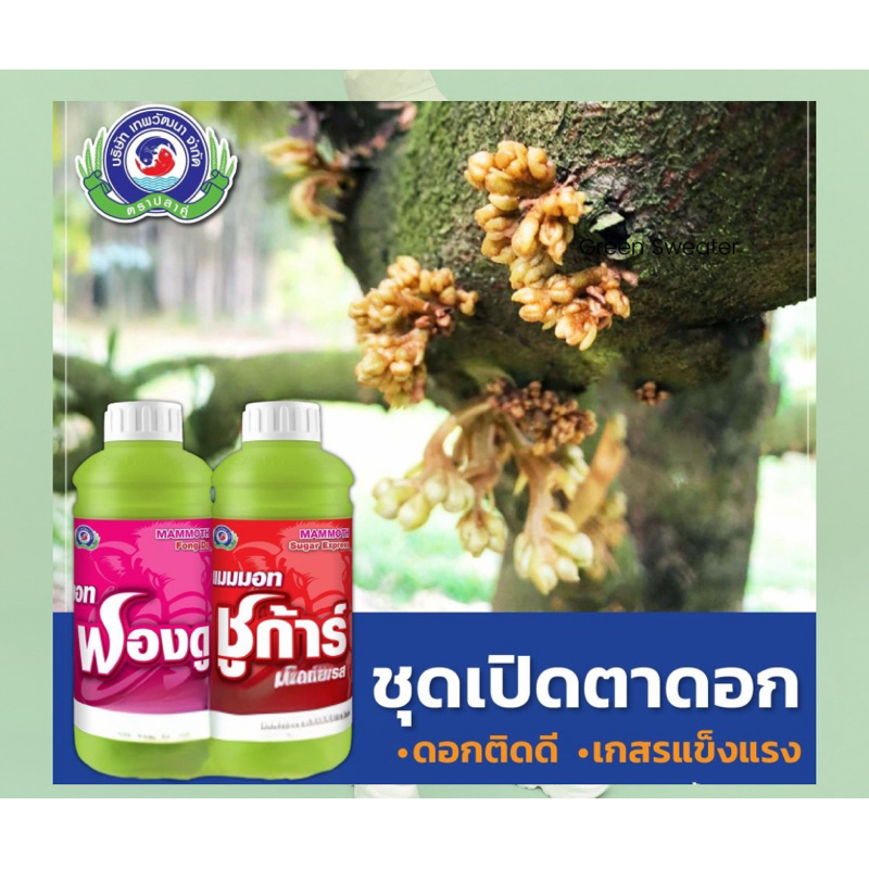 ชุดเปิดตาดอก อะมิโนสาหร่าย + น้ำตาลทางด่วน // แมมมอท ฟองดู + แมมมอท ชูก้าร์ ขนาด 1 ลิตร
