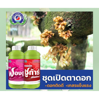 ชุดเปิดตาดอก อะมิโนสาหร่าย + น้ำตาลทางด่วน // แมมมอท ฟองดู +…