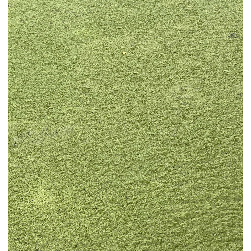 แหนเป็ด 1 กก. โปรตีนสูง ใช้บำบัดน้ำเสีย อาหารปลา อาหารไก่ ขยายพันธ์ง่าย - รูปที่ 2