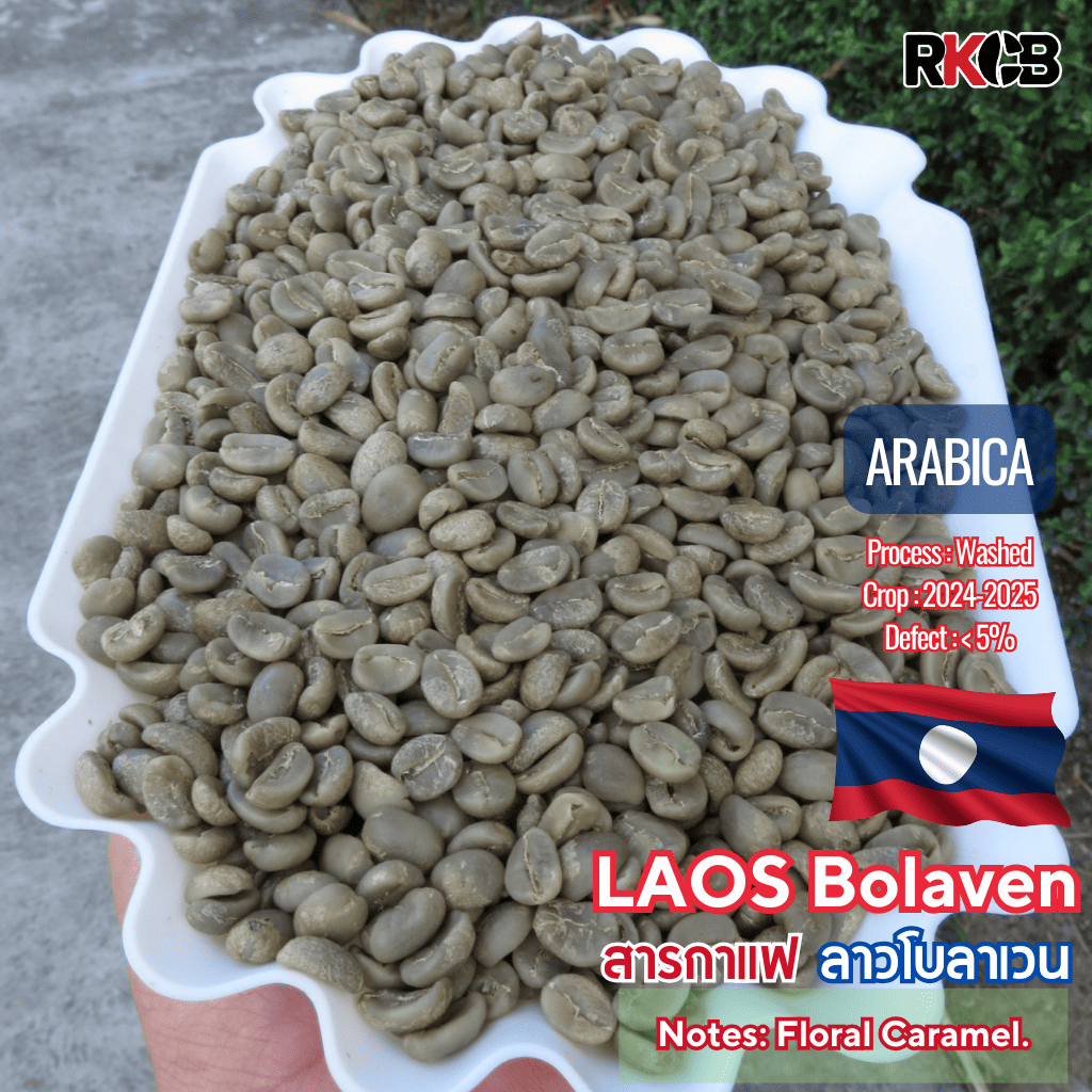 [พร้อมส่ง] สารกาแฟอราบริก้าลาว โบลาเวน Laos Bolaven crop : 2024/2025 บรรจุ 500g - 1Kg, .สั่งซื้อเกิน 20kg ทักแชท