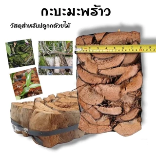 กะบะกาบมะพร้าว ถาดกาบมะพร้าว เครื่องปลูกยึดกล้วยไม้ (อัดแข็ง) Coconut Spathe
