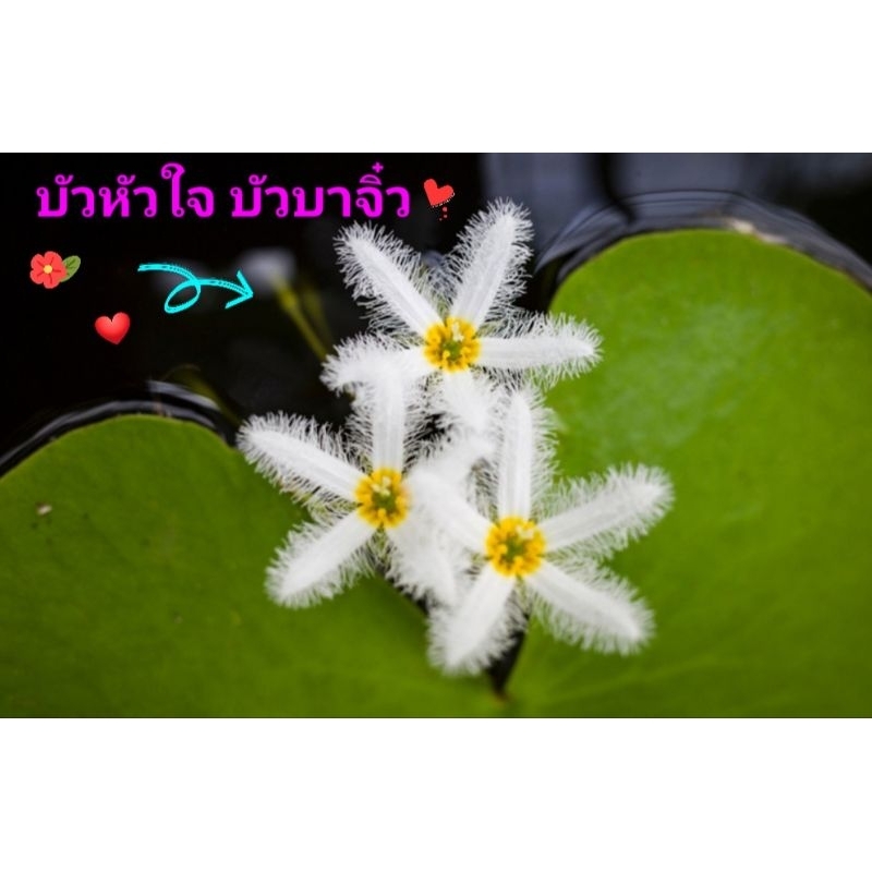 บัวจิ๋ว บัวบาจิ๋ว บัวใบเล็กๆรูปหัวใจ บัวหัวใจ