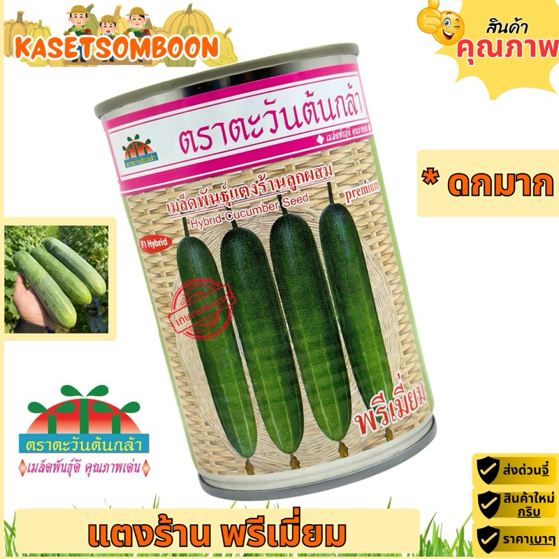 แตงร้านพรีเมี่ยม เมล็ดพันธุ์ 100 ก. ตราตะวันต้นกล้า ผิวเขียวเข้ม ผลยาว 18-20 ซม.