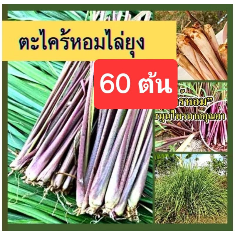ตะไคร้หอม ติดรากให้ทุกต้น 60 ต้น ตะไคร้ปลูก ต้นตะไคร้ ตะไคร้ไล่ยุง พันธุ์ตะไคร้