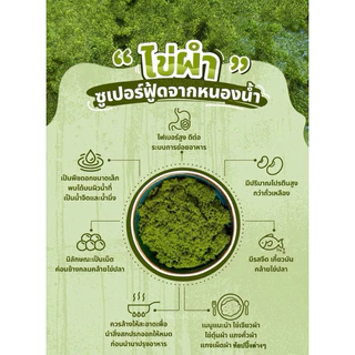 ไข่ผำ ชุดเพาะเลี้ยงไข่ผำ 38 บาท ไข่ผำสด เพาะเลี้ยงขยายพันธ์ุ พืช ปลอดสารพิษ ปลอดสารเคมี ผักพร้อมทาน ผักออแกนิก