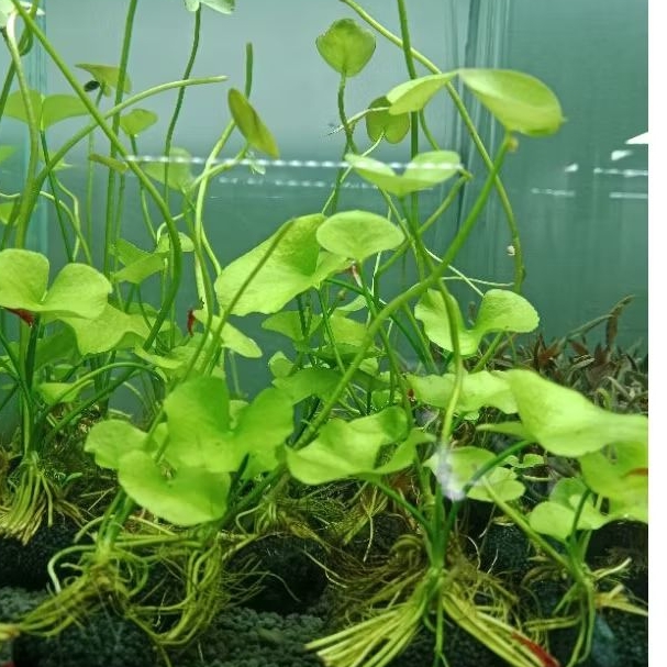บัวเขียวใต้หวัน(Green Taiwan)/1ก้อน