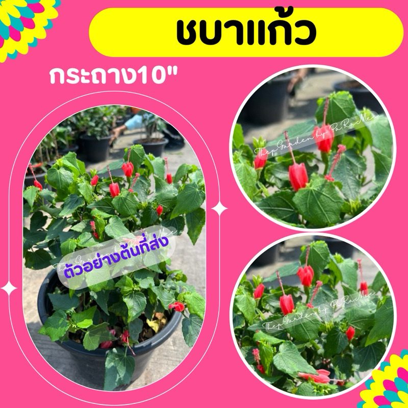 ต้นชบาแคระ #ชบาแก้ว #ชบาดอกเล็ก #ชบาจิ๋ว