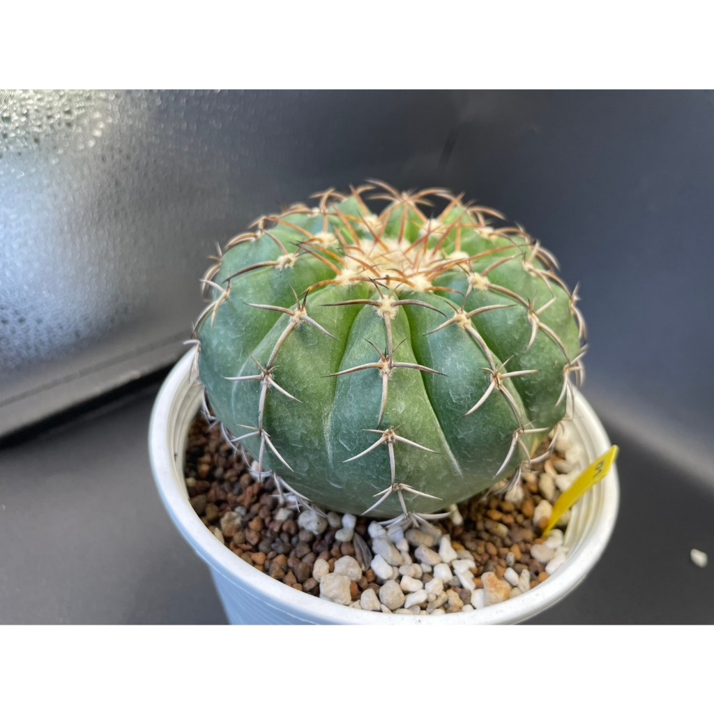 Discocactus MIX  กระถาง 5 นิ้ว ไม้เมล็ด