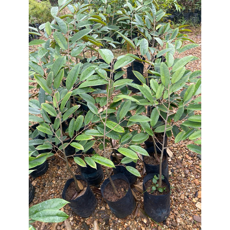 ต้นทุเรียน ทองบางสะพาน เสียบยอดติดดีแล้ว รับเคลมสินค้า