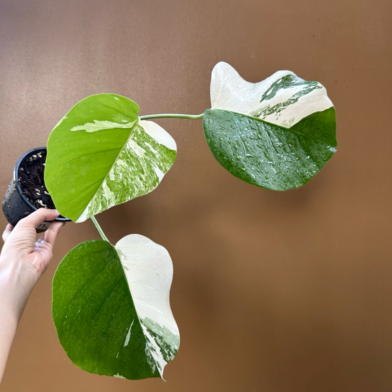 Monstera Albo Variegated มอนสเตอร่า อัลโบ้