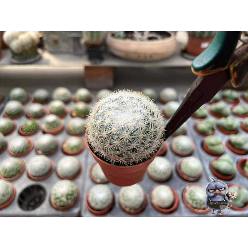 แมมมิลลาเลีย แคนนิด้า ไม้เมล็ดทุกต้น