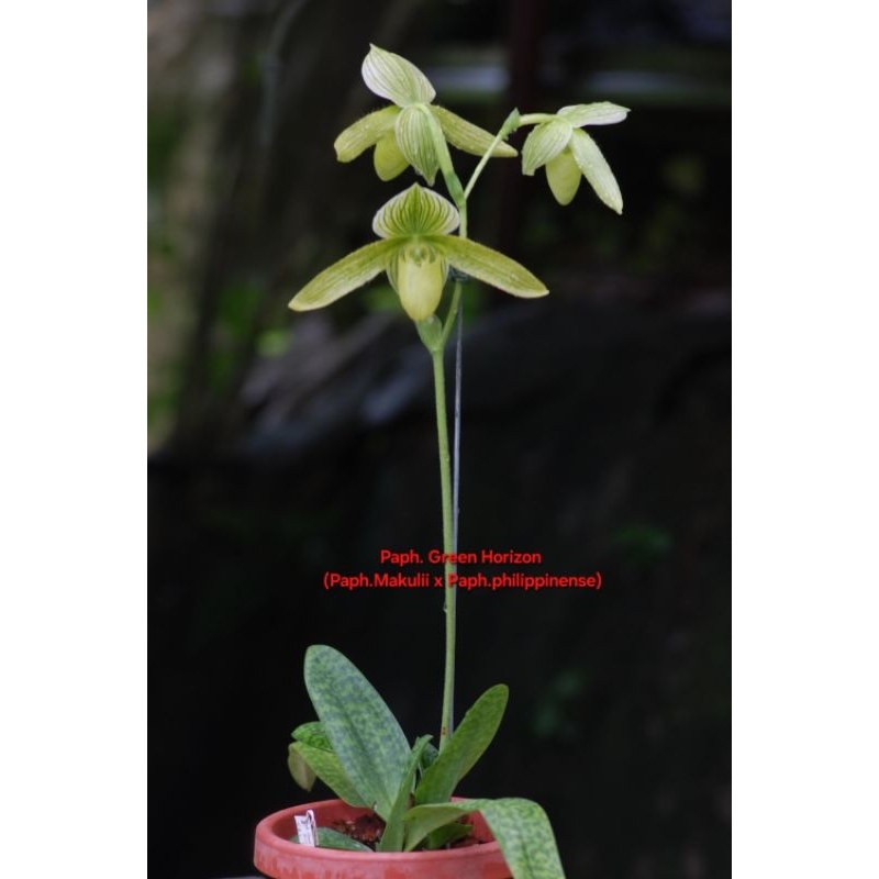 Paph.Makulii × '	Paph.philippinense ขนาดกระถาง 2 นิ้ว