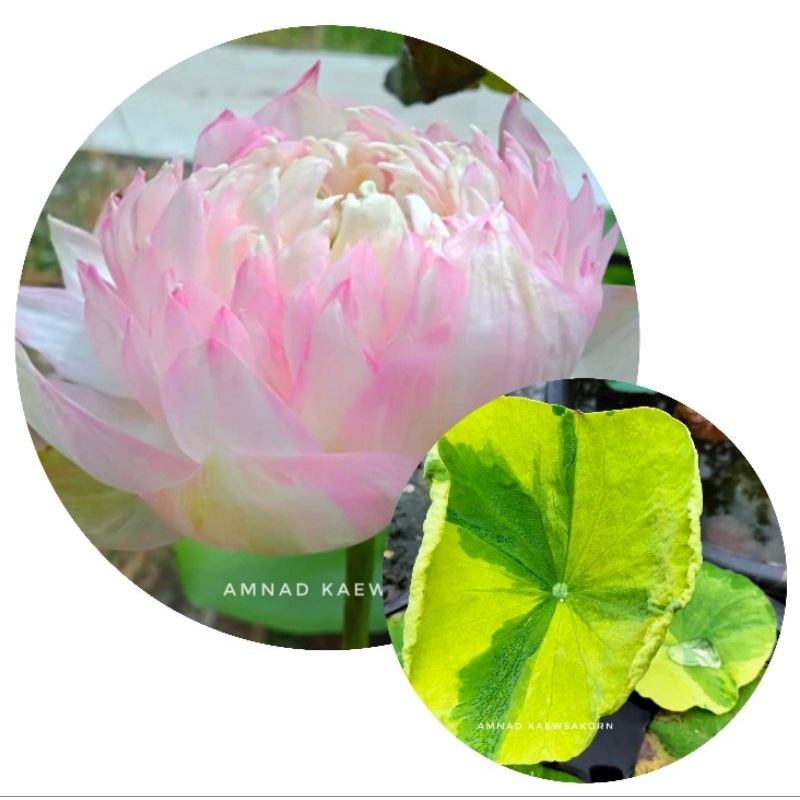 ไหลบัวหลวงGold splash hibiscus.บัวด่าง