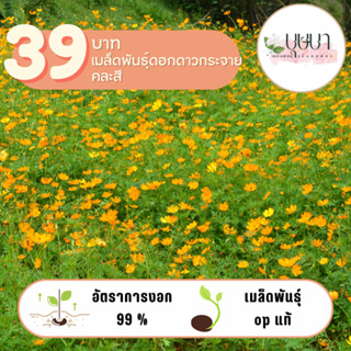 ดอกดาวกระจายคละสี 39บาท 1,000เมล็ด