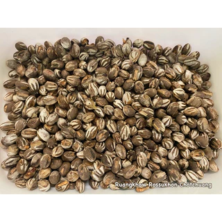 🐿️ ชีสจิ๋ว ชีสเล็ก โปรตีนสัตว์เลี้ยง ด้วงชีส กระรอก สำหรับสัตว์ฟันแทะทุกชนิด