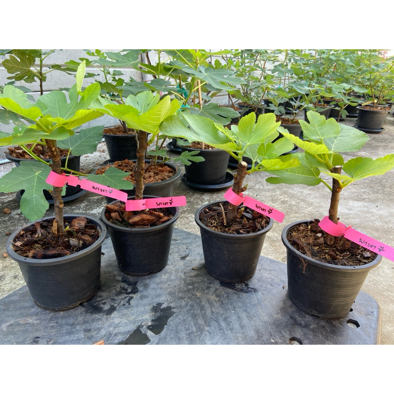 ต้นมะเดื่อฝรั่ง พานาซีไทเกอร์ ผลลาย ใส้แดง หวานจัด/tiger panache figs tree 6”potted