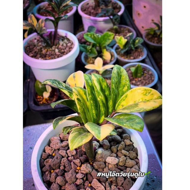 กวักมรกตแคระด่าง ❤️(ด่างจัดๆสวยๆ)ตัดสดพร้อมชำ