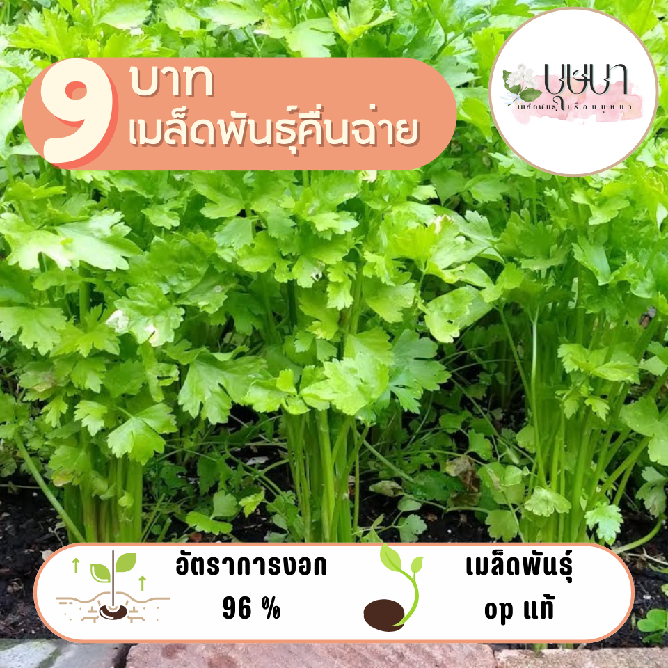 เมล็ดพันธุ์คื่นฉ่าย 500 เมล็ด 9 บาท