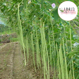 เมล็ดพันธุ์ถั่วฝักยาว 20 เมล็ด 9 บาท