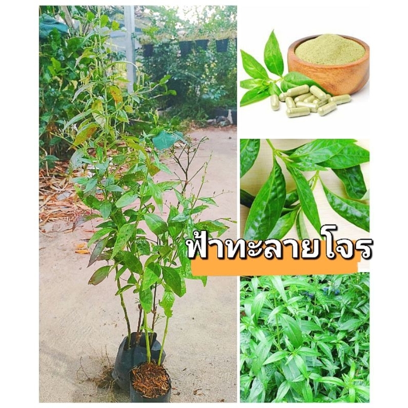 ต้นฟ้าทะลายโจร ชำถุงพร้อมปลูก สมุนไพรต้นโควิด ,เเก้ไข้ ,มากสรรพคุณ สินค้าเสียหายยินดีเคลมฟรี